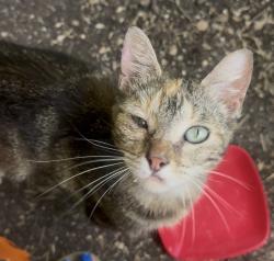 Found/Stray Female Cat last seen General Dollar, Weatherford, TX 76085