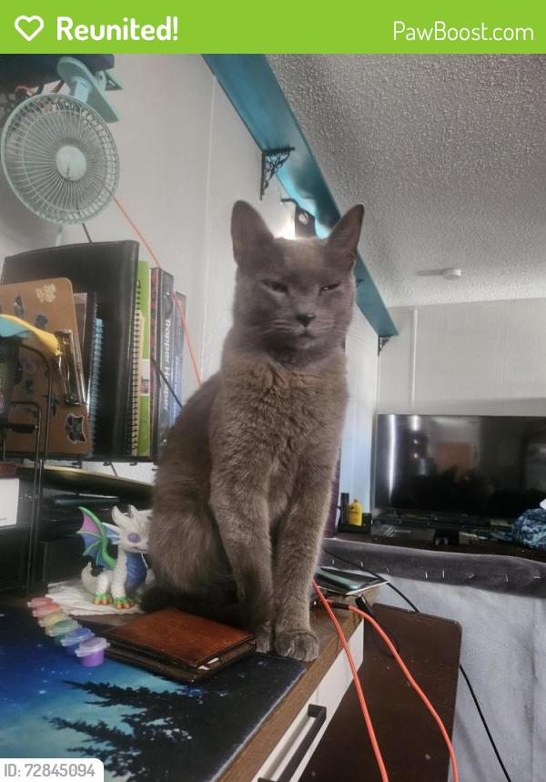 Reunited Male Cat last seen Sherwood village , Lawton, OK 73507