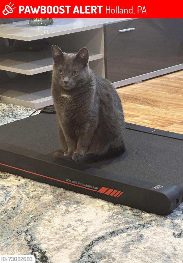 Lost Male Cat last seen Clinton Ct, Holland, PA 18966