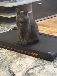 Lost Male Cat last seen Clinton Ct, Holland, PA 18966