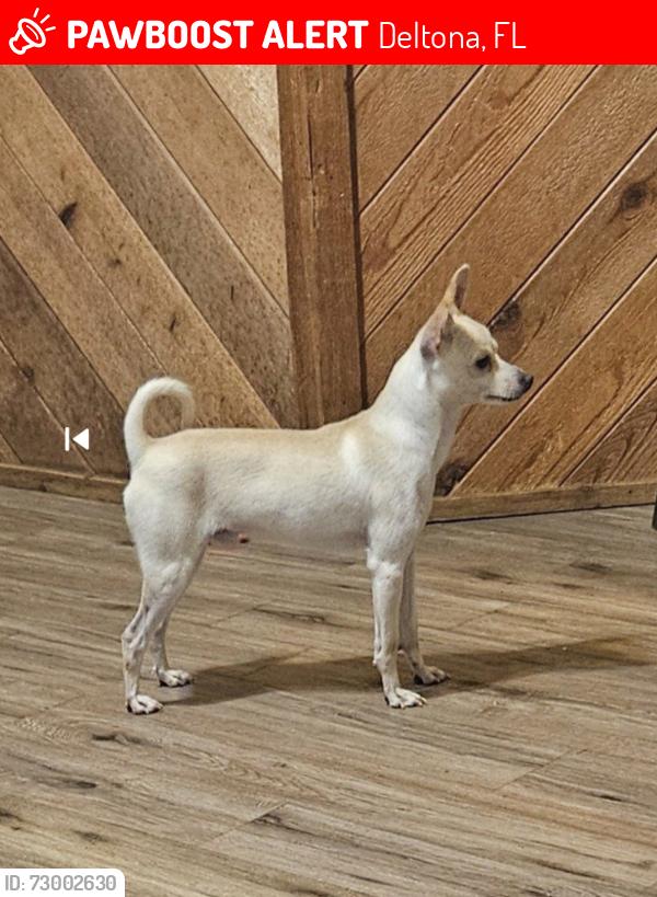 Lost Male Dog last seen Near Dewey park, Deltona, FL 32725