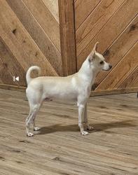 Lost Male Dog last seen Near Dewey park, Deltona, FL 32725
