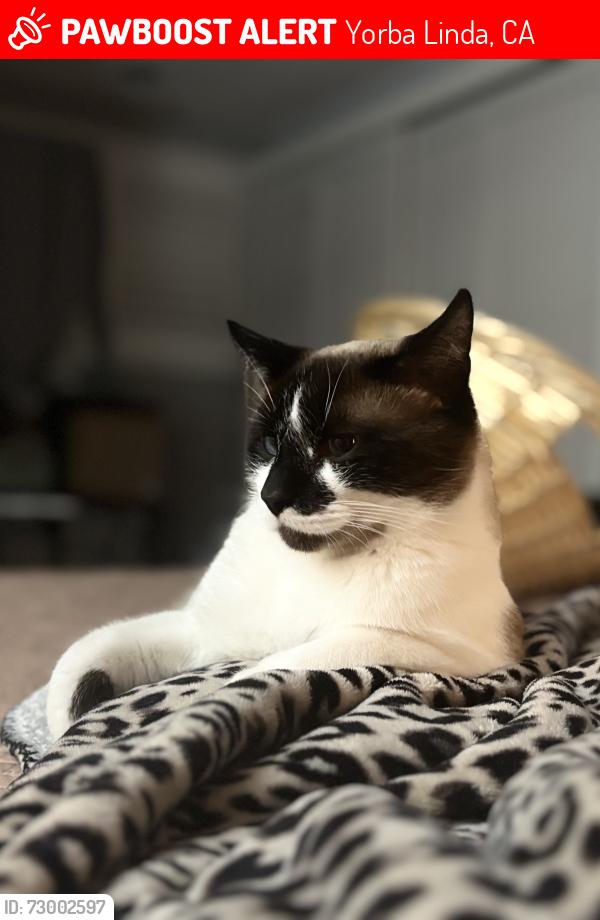 Lost Male Cat last seen Via el Molino Rio Del Oro, Yorba Linda, CA 92886