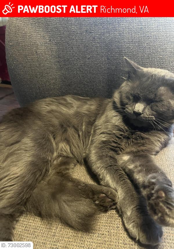 Lost Male Cat last seen Chester Rd and Hopkins Rd, Richmond, VA 23237
