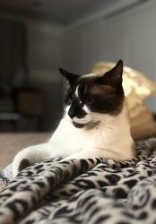 Lost Male Cat last seen Via el Molino Rio Del Oro, Yorba Linda, CA 92886