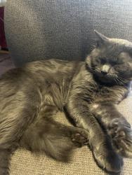 Lost Male Cat last seen Chester Rd and Hopkins Rd, Richmond, VA 23237