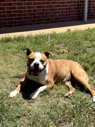Lost Female Dog last seen NW 30th Terrace/Peniel Ave Bethany, OK , Bethany, OK 73008