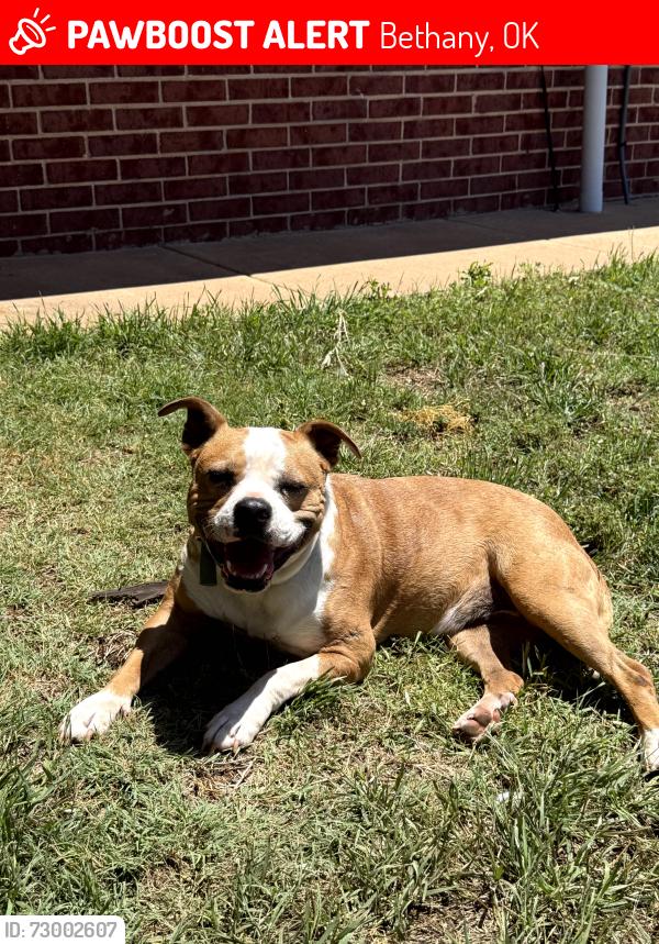 Lost Female Dog last seen NW 30th Terrace/Peniel Ave Bethany, OK , Bethany, OK 73008