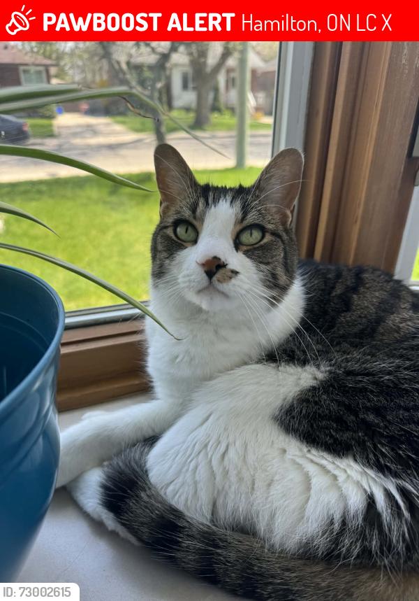 Lost Male Cat last seen Chedoke Elementary School (Elmwood & West 25th Street), Hamilton, ON L9C 4X7