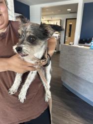 Found/Stray Female Dog last seen Fred Meyer in Cornelius, Cornelius, OR 97113