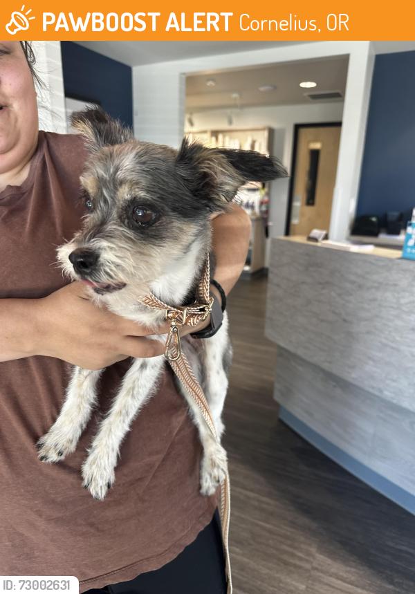 Found/Stray Female Dog last seen Fred Meyer in Cornelius , Cornelius, OR 97113