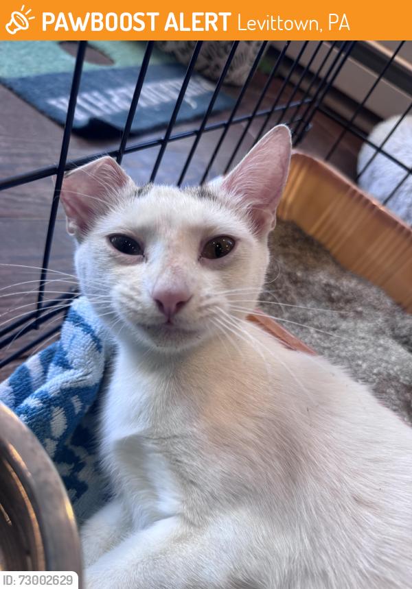 Found/Stray Unknown Cat last seen Stonybrook, Levittown, PA 19055