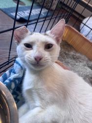 Found/Stray Unknown Cat last seen Stonybrook, Levittown, PA 19055
