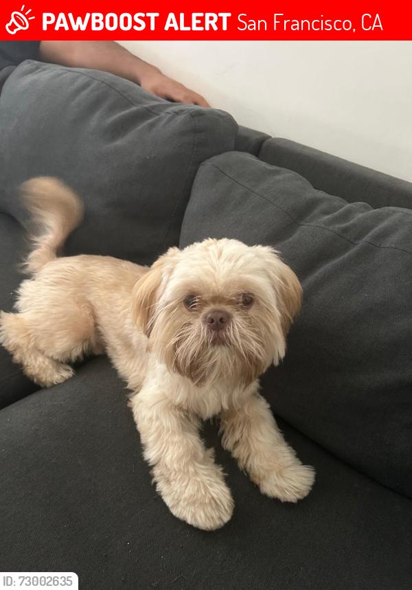 Lost Male Dog last seen Post st and larking an Hyde , San Francisco, CA 94109