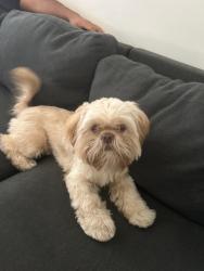 Lost Male Dog last seen Post st and larking an Hyde , San Francisco, CA 94109