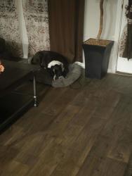 Reunited Female Dog last seen Treachwig, Spring, TX 77373