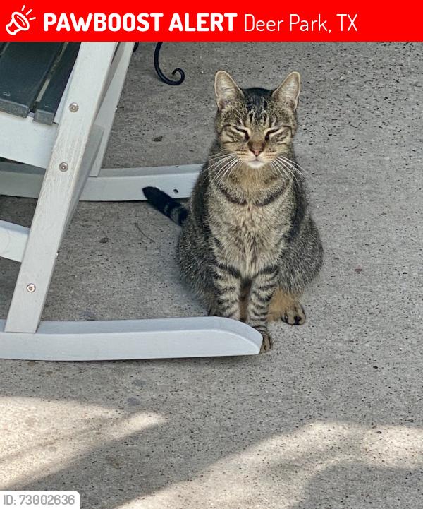Lost Male Cat last seen Pasadena Blvd and P Street, Deer Park, TX 77536