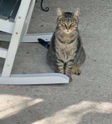Lost Male Cat last seen Pasadena Blvd and P Street, Deer Park, TX 77536