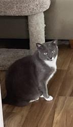 Lost Male Cat last seen Fetzer Street, Cart, Cary, NC 27513