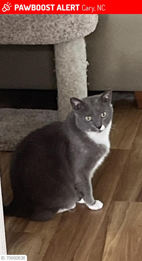 Lost Male Cat last seen Fetzer Street, Cart, Cary, NC 27513