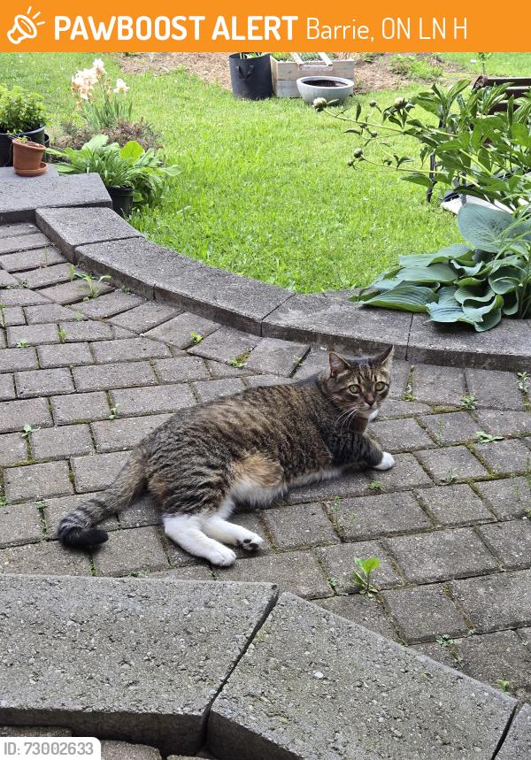 Found/Stray Unknown Cat last seen Hooks ct and McDougall drive, Barrie, ON L4N 7H7