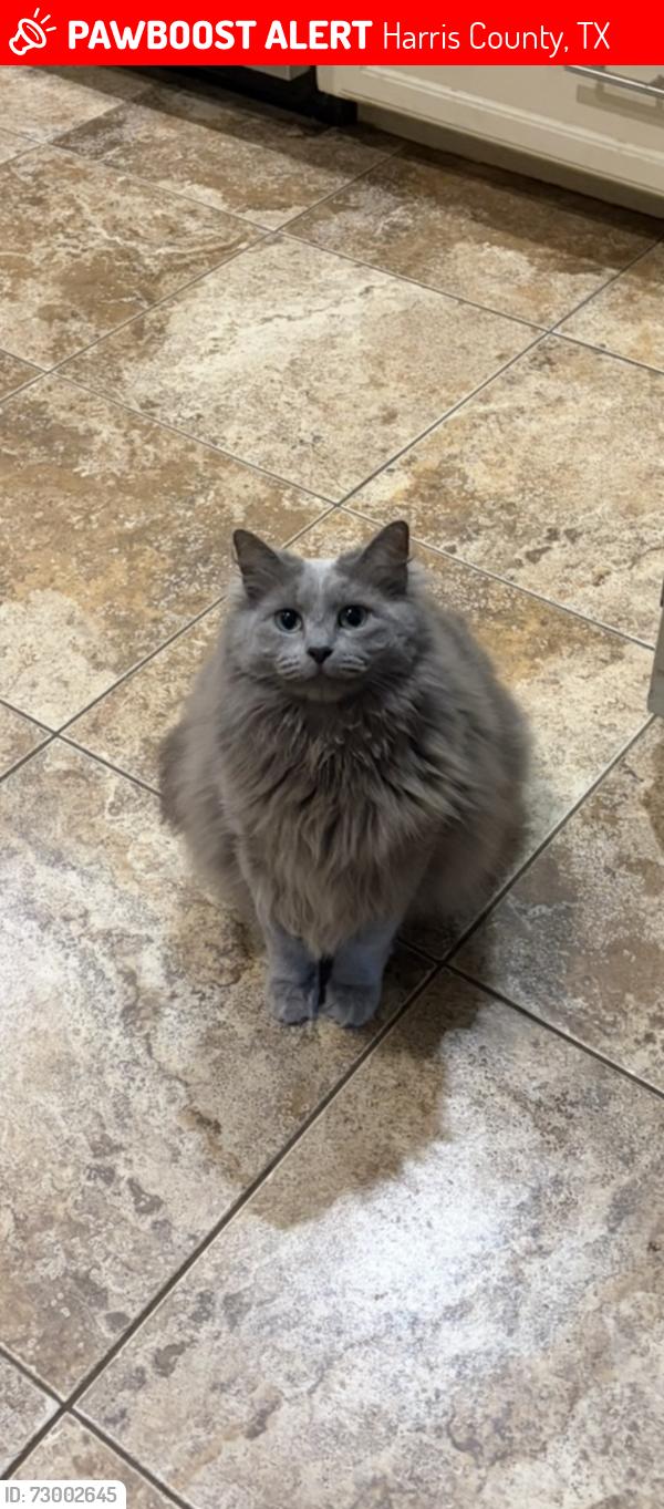 Lost Female Cat last seen Bonnie sean, Harris County, TX 77379