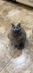 Lost Female Cat last seen Bonnie sean, Harris County, TX 77379