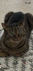 Lost Male Cat last seen Laurel street at Arroyo Ave. in San Carlos , San Carlos, CA 94070