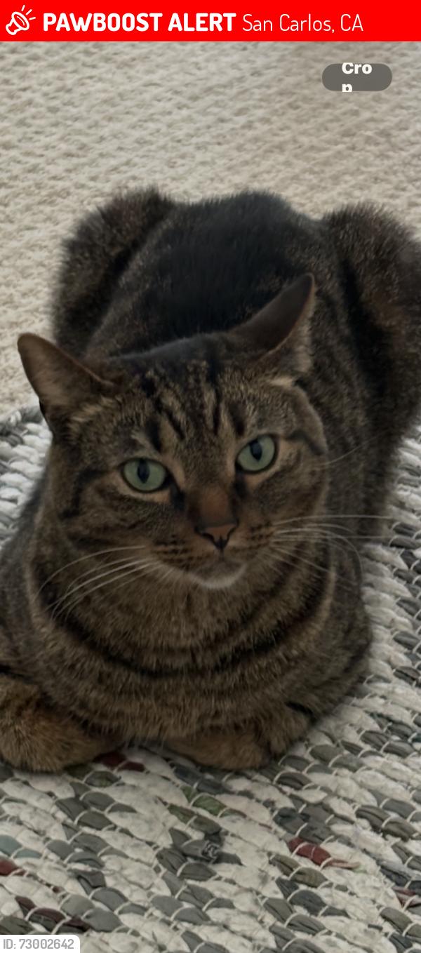Lost Male Cat last seen Laurel street at Arroyo Ave. in San Carlos , San Carlos, CA 94070