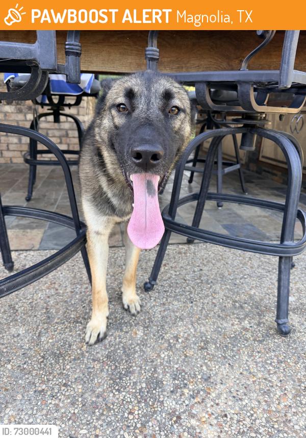 Found/Stray Male Dog last seen Nichols sawmill rd and Robert cementary rd, Magnolia, TX 77353