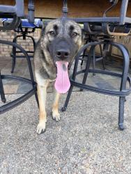 Found/Stray Male Dog last seen Nichols sawmill rd and Robert cementary rd, Magnolia, TX 77353