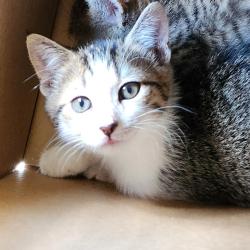 Shelter Stray Unknown Cat last seen , 980 Guilford College Rd, Greensboro, NC 27409, USA