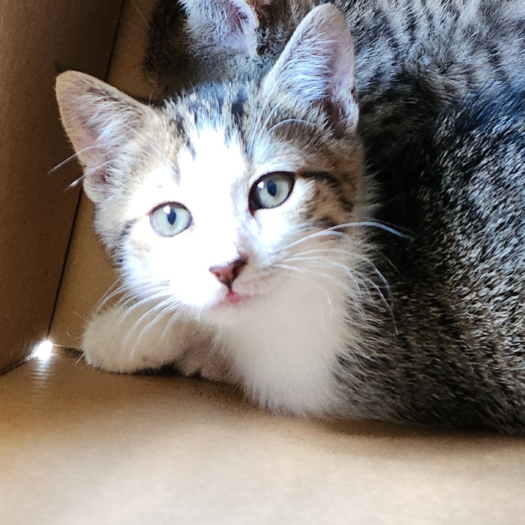 Shelter Stray Unknown Cat last seen , 980 Guilford College Rd, Greensboro, NC 27409, USA