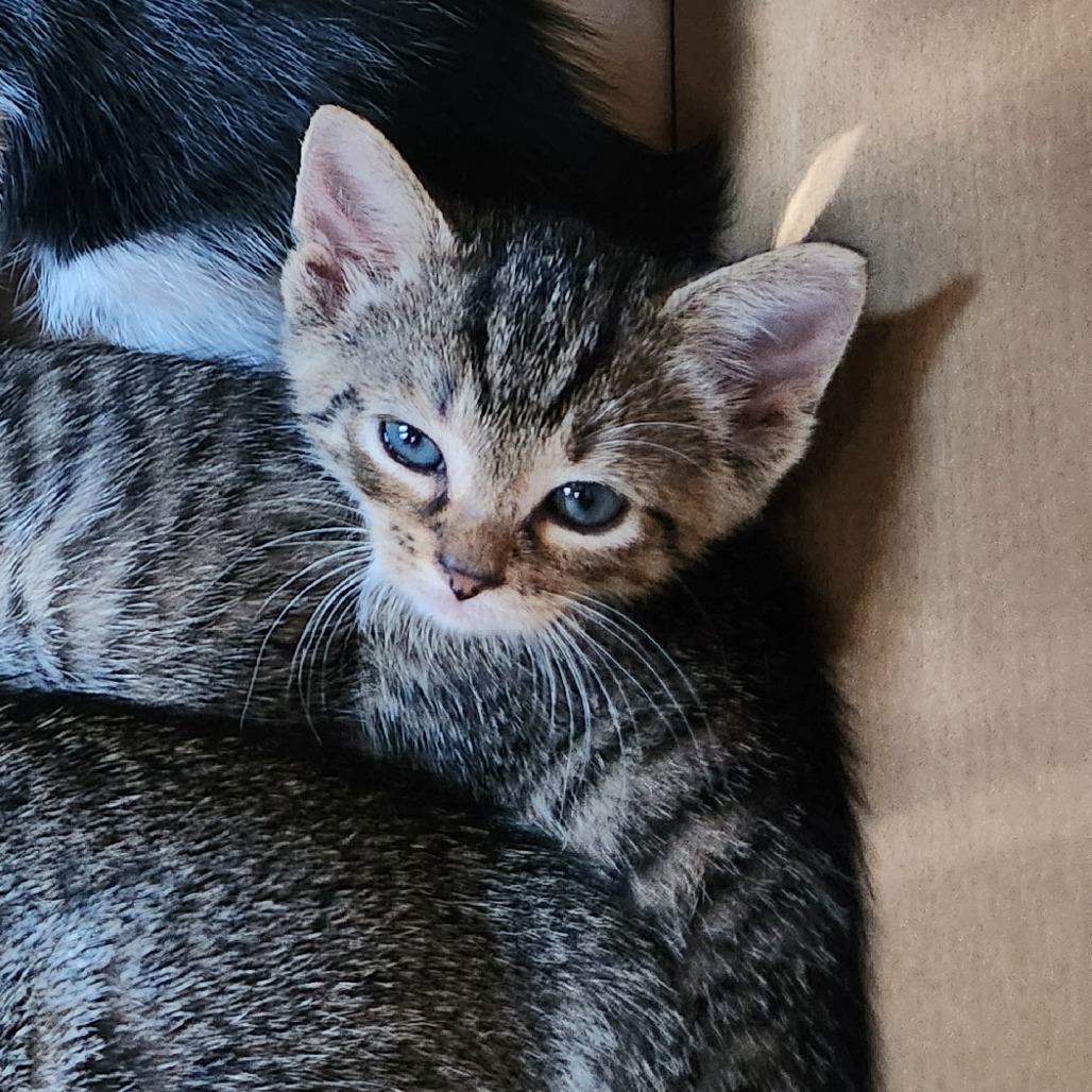 Shelter Stray Unknown Cat last seen , 980 Guilford College Rd, Greensboro, NC 27409, USA