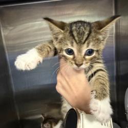 Shelter Stray Unknown Cat last seen , 980 Guilford College Rd, Greensboro, NC 27409, USA
