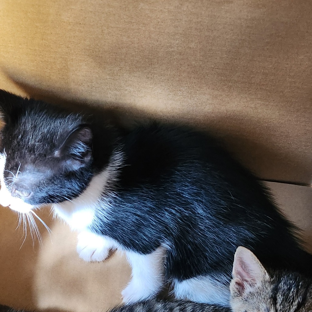 Shelter Stray Unknown Cat last seen , 980 Guilford College Rd, Greensboro, NC 27409, USA