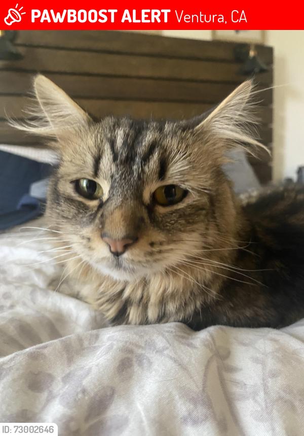 Lost Male Cat last seen near Cameron St Ventura, Ventura, CA 93001