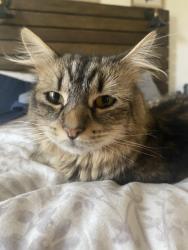Lost Male Cat last seen near Cameron St Ventura, Ventura, CA 93001