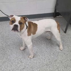 Shelter Stray Male Dog last seen , 5801 Graye Ln, Caldwell, ID 83607, USA