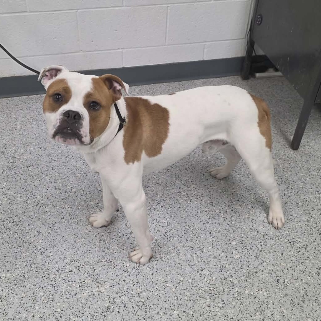 Shelter Stray Male Dog last seen , 5801 Graye Ln, Caldwell, ID 83607, USA