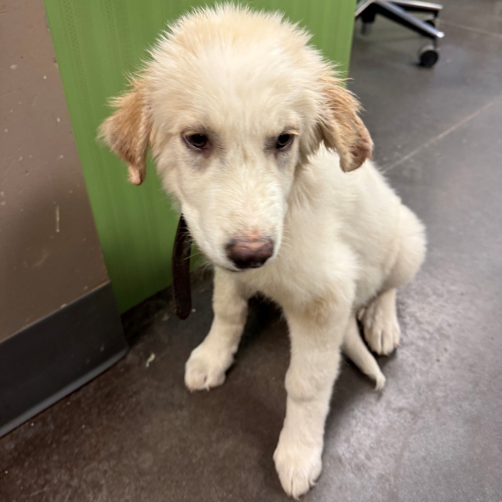 Shelter Stray Male Dog last seen , 3428 S Jenkins Ave, Norman, OK 73072, USA