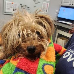 Shelter Stray Male Dog last seen , 328 Furman Hall Rd, Greenville, SC 29609, USA