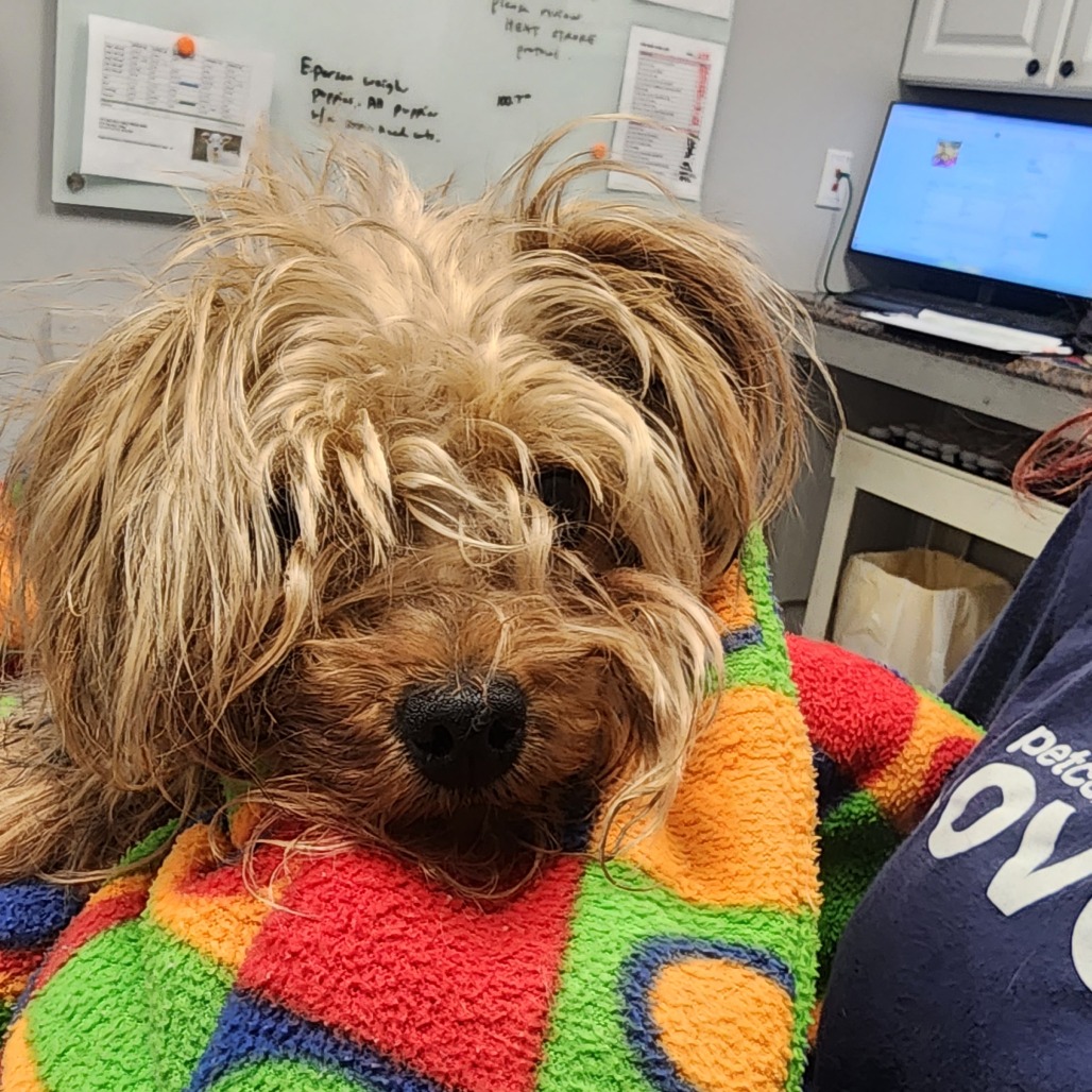 Shelter Stray Male Dog last seen , 328 Furman Hall Rd, Greenville, SC 29609, USA