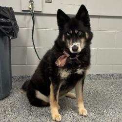 Shelter Stray Female Dog last seen , 328 Furman Hall Rd, Greenville, SC 29609, USA