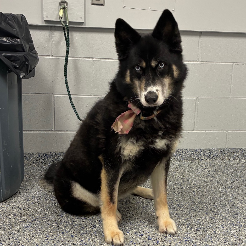 Shelter Stray Female Dog last seen , 328 Furman Hall Rd, Greenville, SC 29609, USA