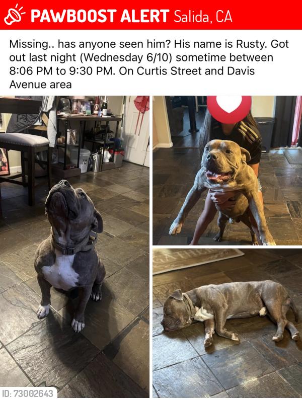 Lost Male Dog last seen Curtis street, Salida, CA 95368