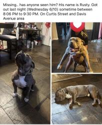 Lost Male Dog last seen Curtis street, Salida, CA 95368