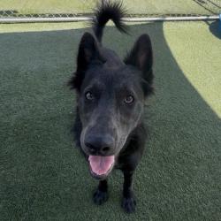 Shelter Stray Female Dog last seen , 12910 Yukon Ave, Hawthorne, CA 90250, USA