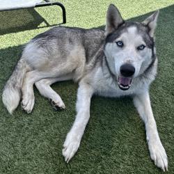 Shelter Stray Female Dog last seen , 12910 Yukon Ave, Hawthorne, CA 90250, USA