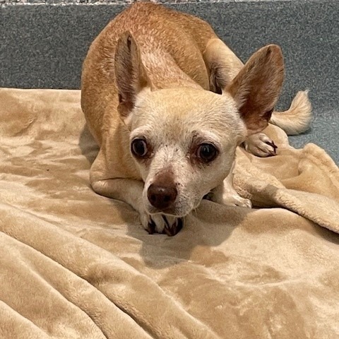 Shelter Stray Female Dog last seen , 12910 Yukon Ave, Hawthorne, CA 90250, USA